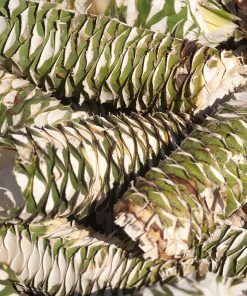 Piñas de agave para el Mezcal ALIPUS