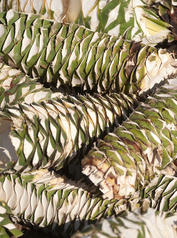 Piñas de agave para el Mezcal ALIPUS