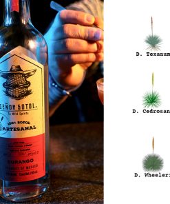 Texanum Cedrosano Wheeleri
