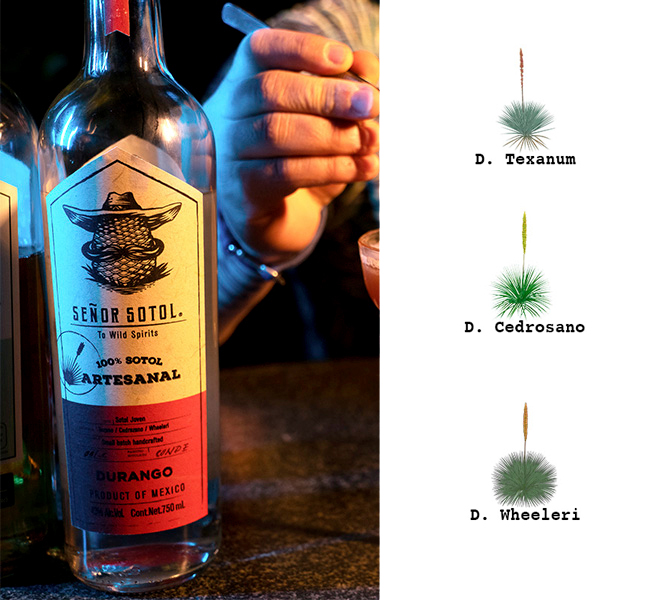 Texanum Cedrosano Wheeleri